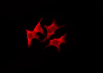 T1R3 / TAS1R3 Antibody