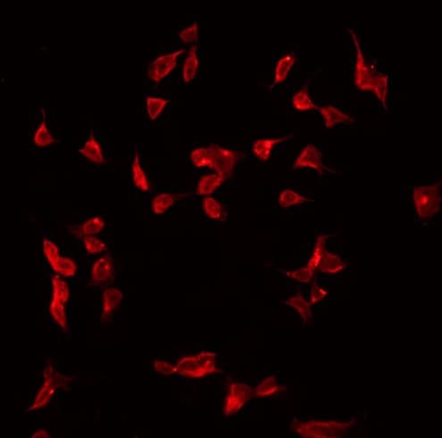 Complement C1s Antibody