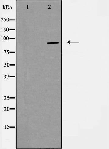 Polyclonal Rabbit anti-Human PGBD1 Antibody (IF, WB)