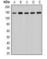 XPO5 / Exportin 5 Antibody