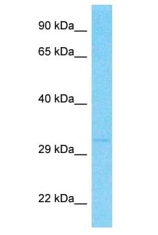 Polyclonal Rabbit anti-Human OR2T12 Antibody (aa253-302, WB)