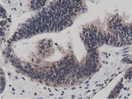 BTN1A1 Antibody (clone OTI7B5)