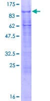 Human VISA / MAVS Protein (Recombinant GST)