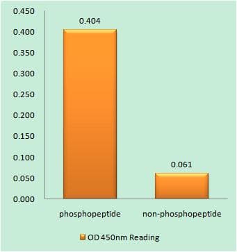 NCF1 / p47phox / p47 phox Antibody (phospho-Ser370)