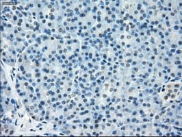 Monoclonal Mouse anti-Human TMEM100 Antibody (clone OTI10G3, IHC, IF, WB)