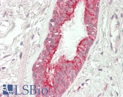 PathPlus™ MTOR Antibody (aa1766-2144, clone 10B4)