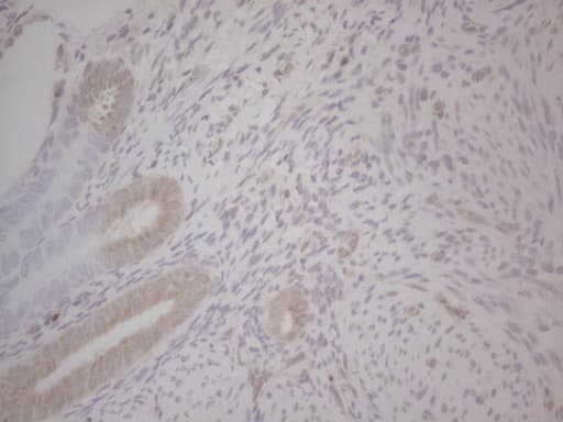 GABRA5 Antibody (aa32-259, clone OTI1G9, Carrier-free)