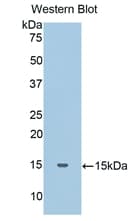 HP / Haptoglobin Antibody (aa44-157, Cy3)