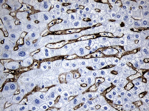 CLEC4M / L-SIGN / CD299 Antibody (aa74-329, clone OTI7D12, Carrier-free)