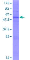 Human MOGAT2 Protein (Recombinant GST)