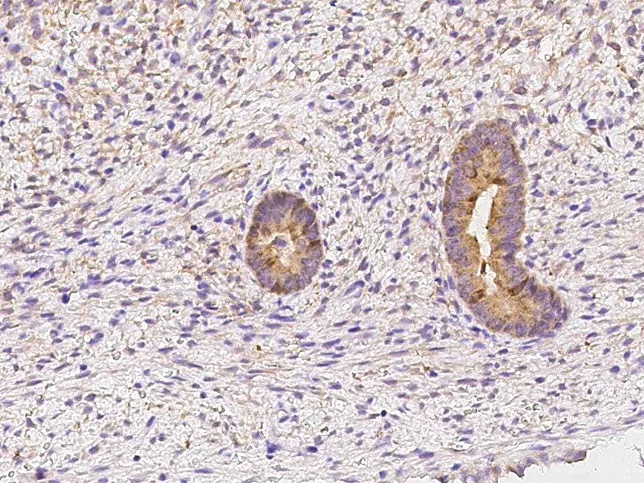 FKBPL Antibody
