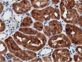 CRYM Antibody (clone 1G7, Carrier-free)