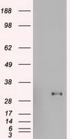 GSC / Goosecoid Antibody (aa107-257, clone OTI1D7, Carrier-free)