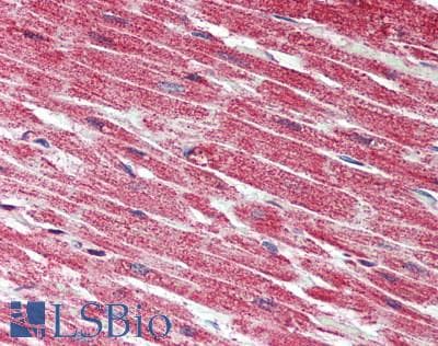 Polyclonal Rabbit anti-Human FAM173B Antibody (IHC, WB)