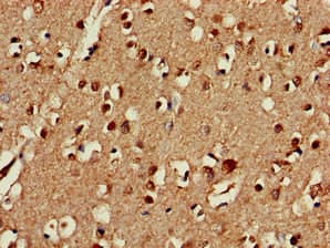 CEP19 / C3orf34 Antibody