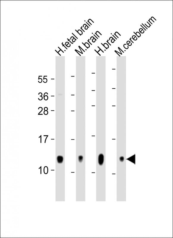 GNG3 Antibody (C-Terminus)