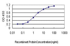 Monoclonal Mouse anti-Human POU4F3 / BRN3C Antibody (clone 5B8, IF, WB)
