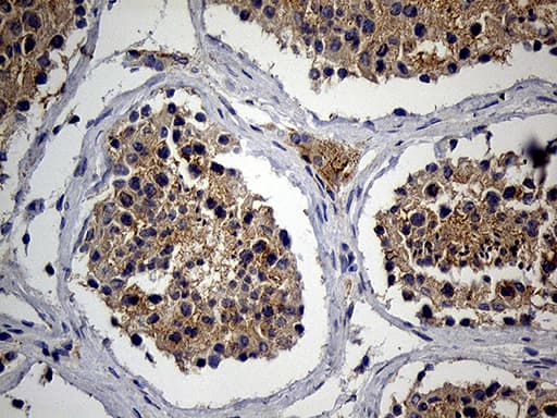 RNASE9 Antibody (clone OTI4F12, Carrier-free)