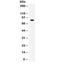 SP1 Antibody