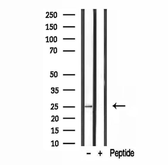 GFER Antibody