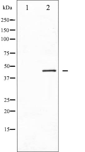 Polyclonal Rabbit anti-Human CDC37 Antibody (phospho-Ser13, IHC, IF, WB)