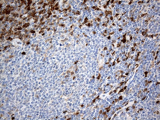 DNAJB5 Antibody (aa1-261, clone OTI6F11)