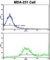 ADRA2B Antibody (aa343-369)