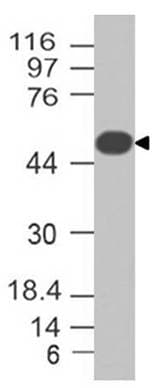 PLIN2 / ADFP / Adipophilin Antibody