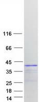 Human HNRNPA2B1 Protein (Recombinant Myc-DDK (Flag))