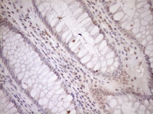 CWC27 Antibody (aa145-472, clone OTI4C1)