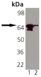 Heat Shock Protein 70 / HSPA1A Antibody (clone N31F2-4)