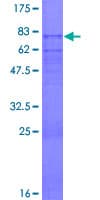 Human PDE7A Protein (Recombinant GST)