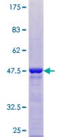 Human PCNP Protein (Recombinant GST)