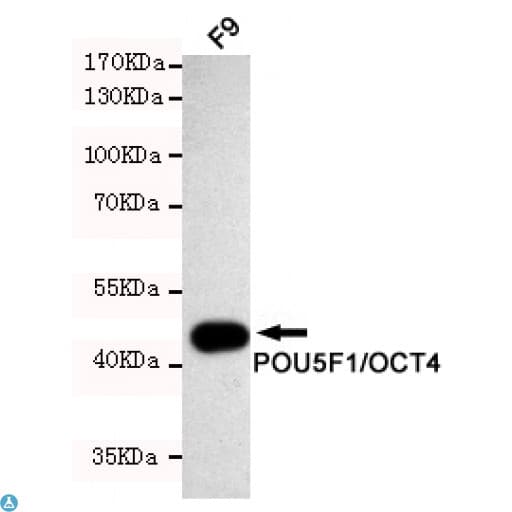 POU5F1 / OCT4 Antibody