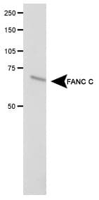 FANCC Antibody (aa450-558)