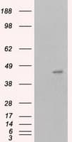 MCL1 / MCL 1 Antibody (clone OTI3A12)