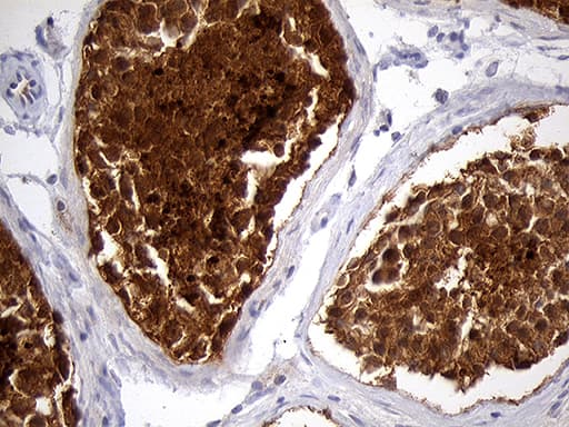 EEF1D Antibody (clone OTI6B3)