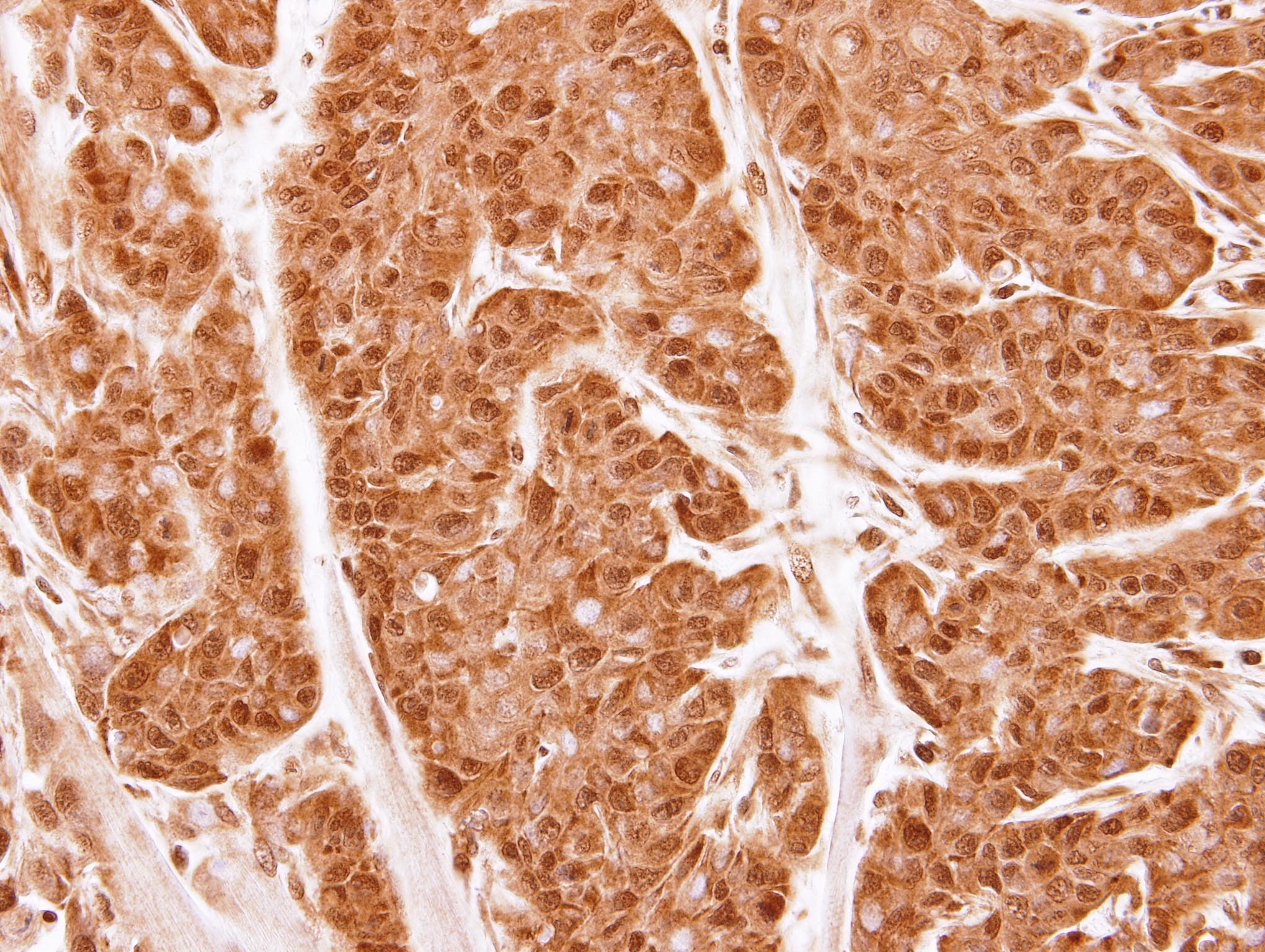 PSMA2 Antibody (aa1-234)