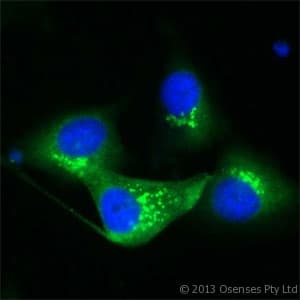 Polyclonal Rabbit anti-Mouse TGN46 / TGN38 Antibody (aa310-360, IF, WB)