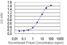 HOXD1 Antibody (clone 4F4)