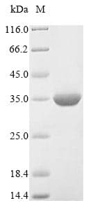 Wheat WAXY Protein (Recombinant 10His, N-terminus + Myc, C-terminus)
