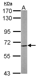 Polyclonal Rabbit anti-Human CPNE3 Antibody (aa234-537, IHC, WB)