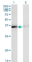 Monoclonal Mouse anti-Human HNRPA1 / HnRNP A1 Antibody (clone 2E6, IF, WB)