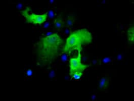 IGBP1 Antibody (clone OTI4F6)