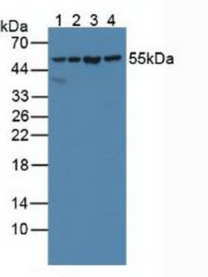 SHMT / SHMT2 Antibody (aa30-504, Biotin)