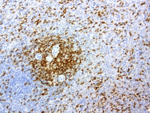 CD2 Antibody (clone UMAB6)