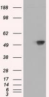 BAP / SIL1 Antibody (clone OTI1F9)