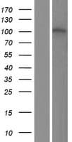 ZNF629 Protein (Over-Expression Lysate Myc-DDK (Flag))