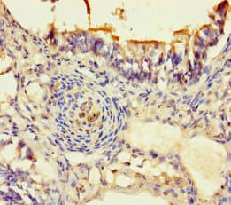 RBPMS / Hermes Antibody