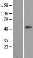PSMD11 Protein (Over-Expression Lysate Myc-DDK (Flag))